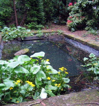 Pond